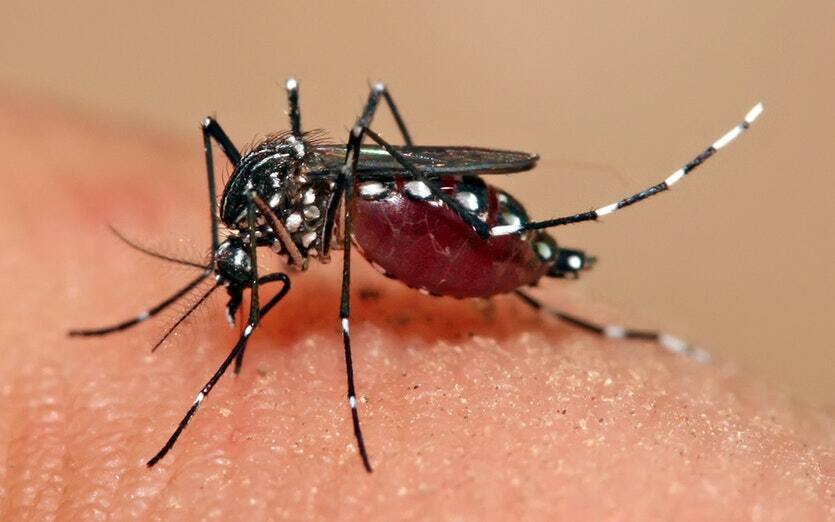 What are the four dengue fever