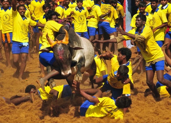 21 years should be completed to participate in jallikattu