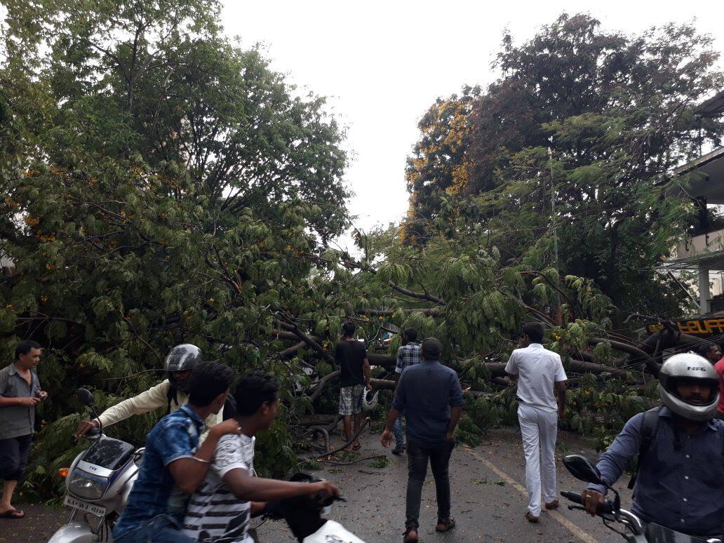 Rain lashes Bengaluru, trees fell down