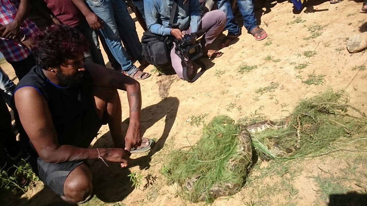 Python Caught In Fishing Net in Shivamoga