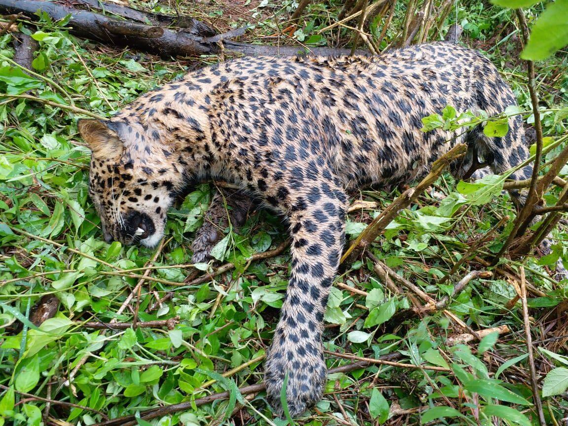 Leopard dies as cable fence turns a trap in Sakaleshpur [Pictures]
