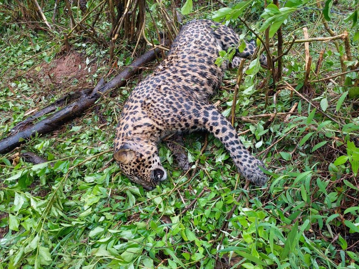 Leopard dies as cable fence turns a trap in Sakaleshpur [Pictures]
