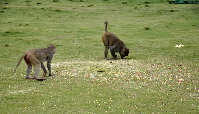 Monkeys eating themocaol with shortage  of food