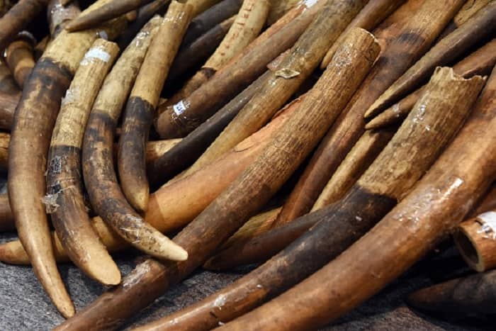 Karnataka CID forest cell officer's relative and retired forest officer held for trading elephant tusk