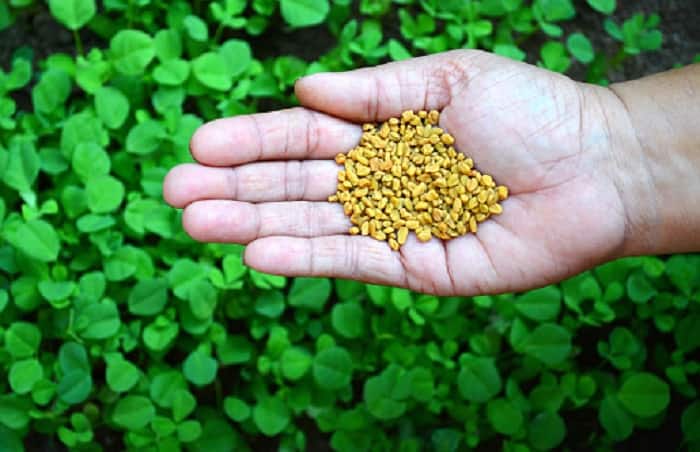 Fenugreek seeds good for periods pain and diabetes