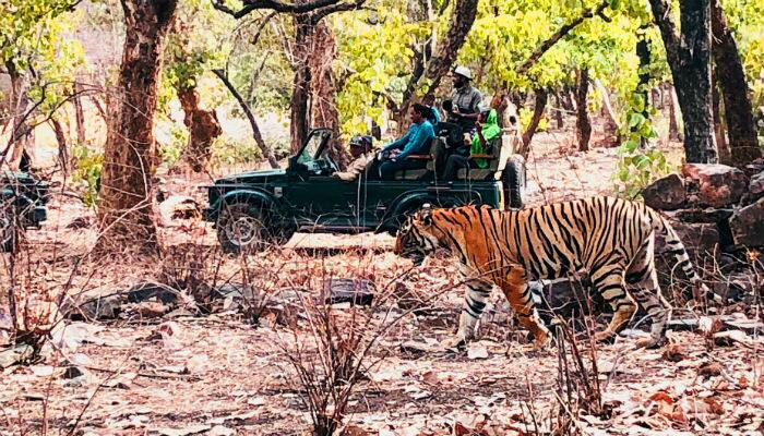 World Tiger Day: A trip to Ranthambore and up close and personal with the majestic predator