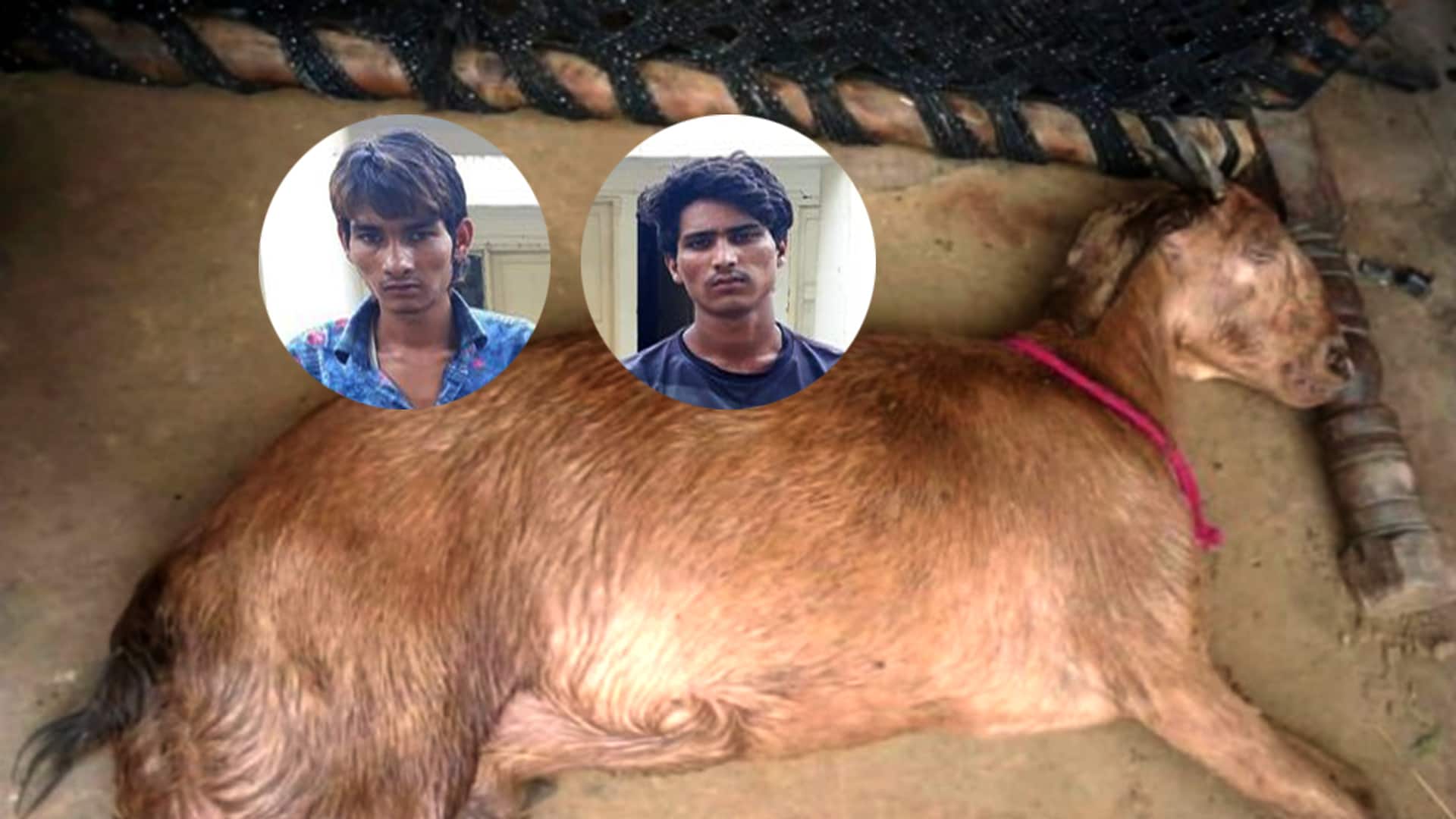 Police arrest two of the 8 men accused of raping goat in Mewat