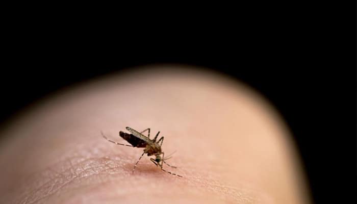 Karnataka's battle against dengue yields big results