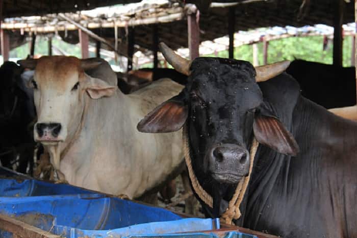 Chhattisgarh: 18 cows die of asphyxiation after being locked up in room