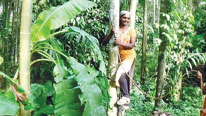after plastic ban there is heavy demand of banana leaves