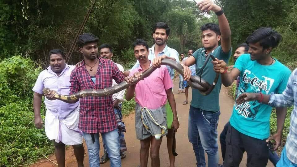 Nilgiris youths are taken selfi with a 14 feet long snake and police arrest them