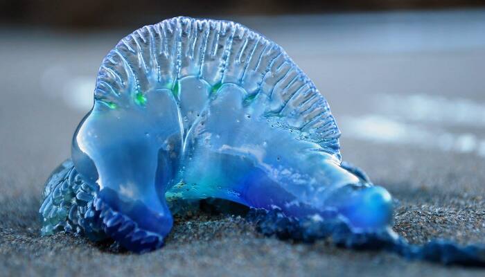 jelly fish found in kovalam beach
