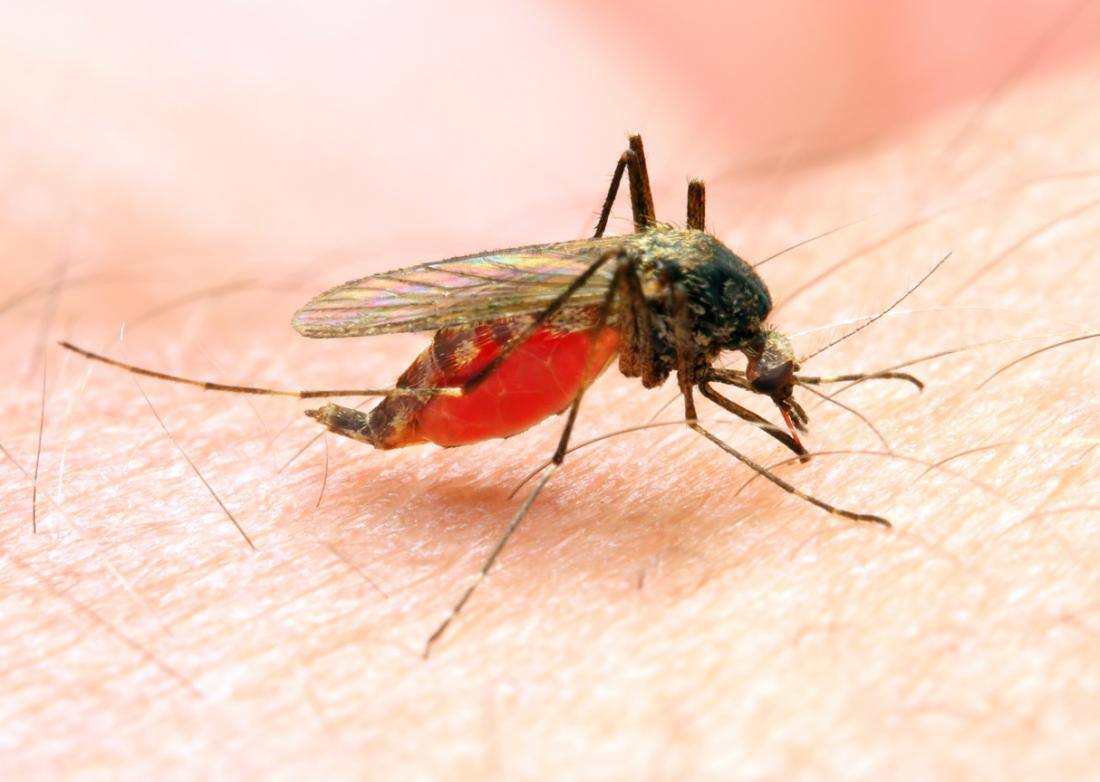 ways to eliminate Malaria in India with your help