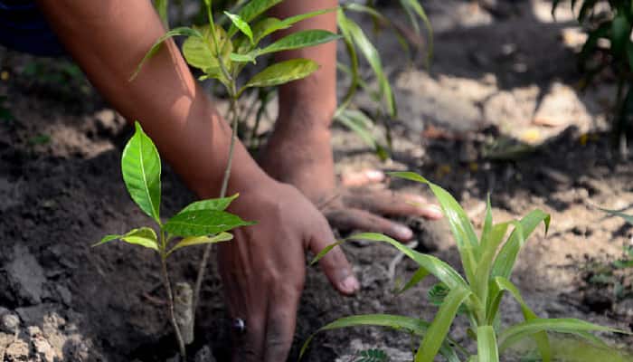 government plant trees green cover India sapling plantation drive