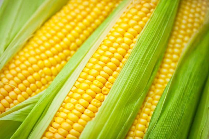 health benefits of Corn