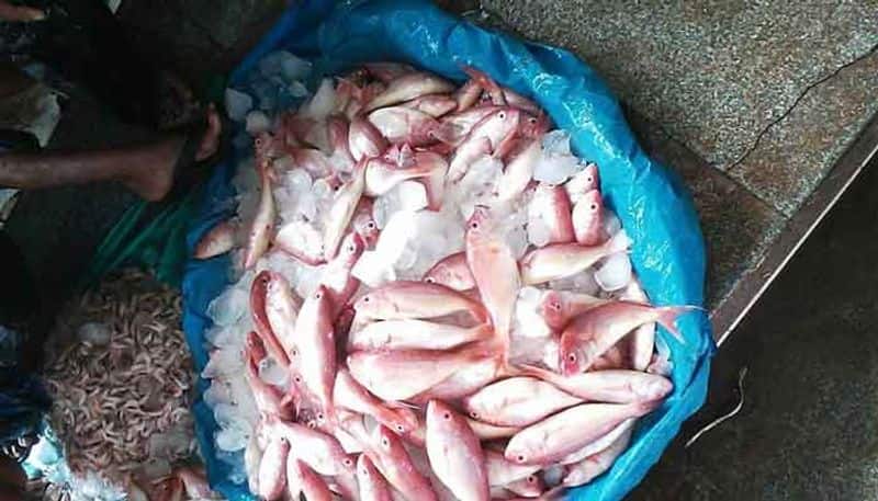 Goa ban formalin-laced fish from Karnataka other states