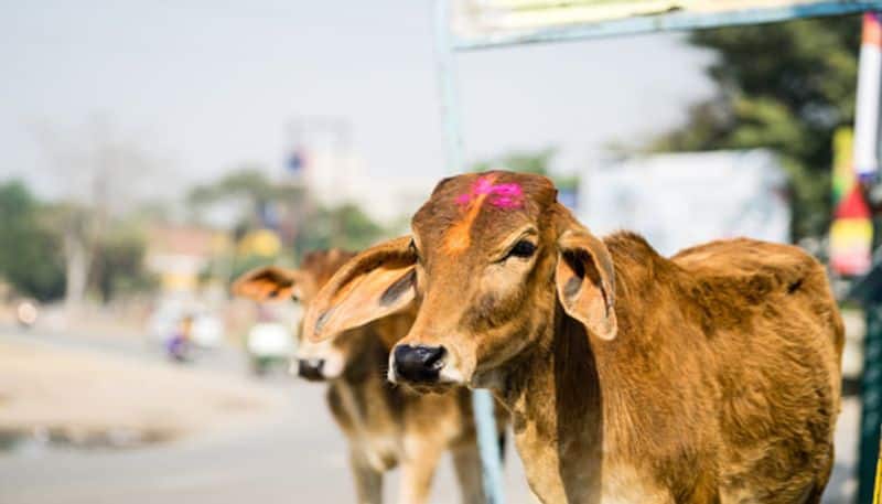 bjp-telangana-manifesto-pledges-free-distribution-of-one-lakh-cows-in-state