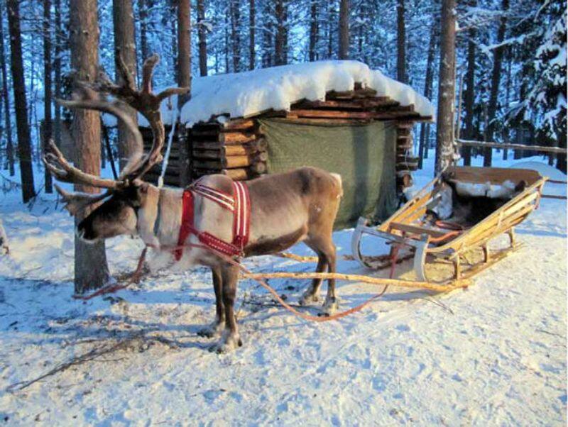 Polar Life in Finland  by Haritha Savithri