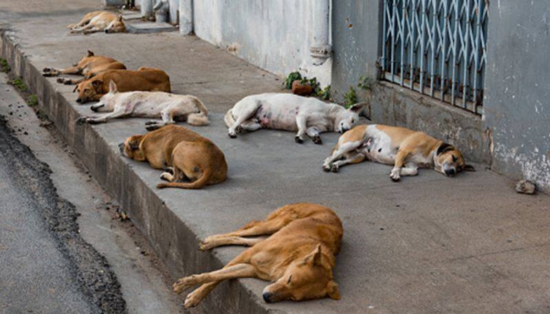 dog meat effect dull business in chennai non veh hotels