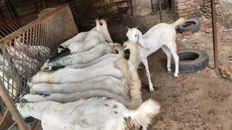 dog meat issue...goat as long tail goats rajasthan