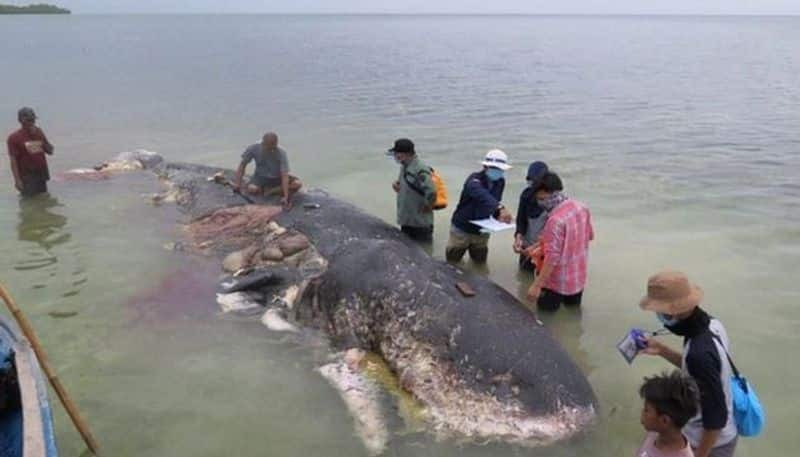 Dead whale had 115 plastic cups  in its stomach