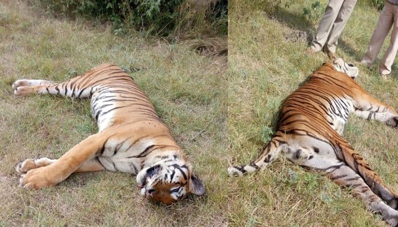 Two tigers found dead in Bandipur, Nagarhole Tiger Reserve under mysterious circumstances