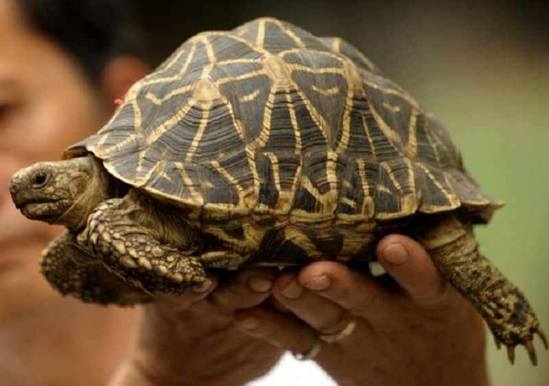 oldest tortoise died