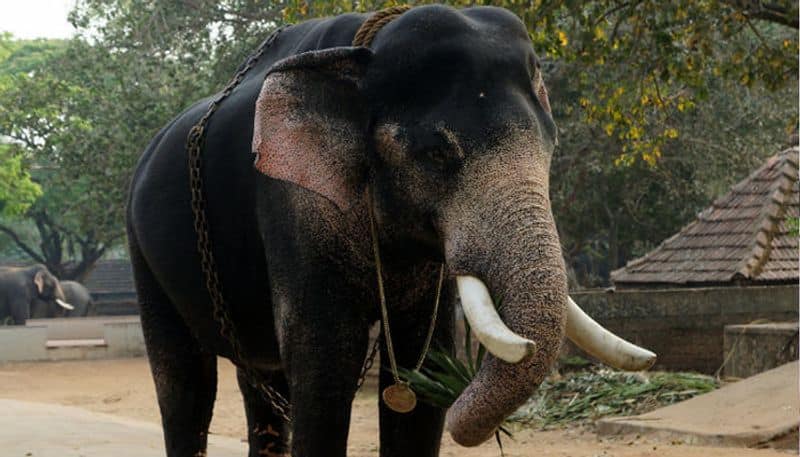 Kerala gets first DNA database of captive elephants