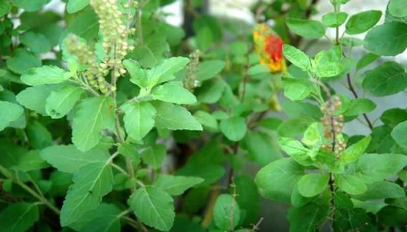 Easy to grow Mosquito repellent plants at home