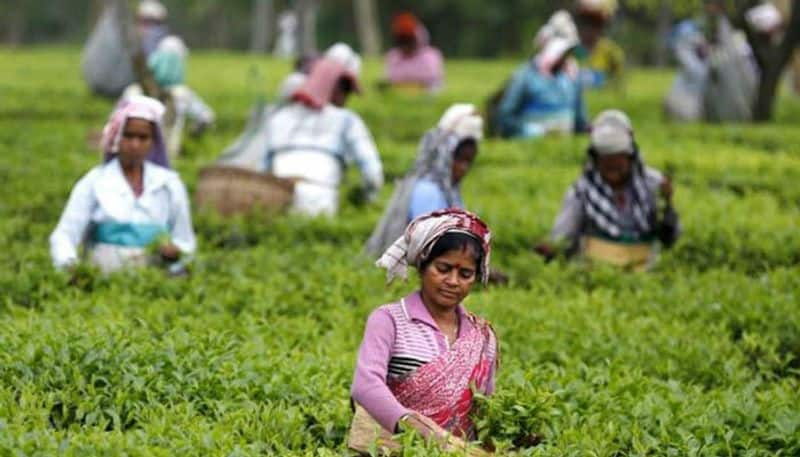 the first woman garden manager for assam tea