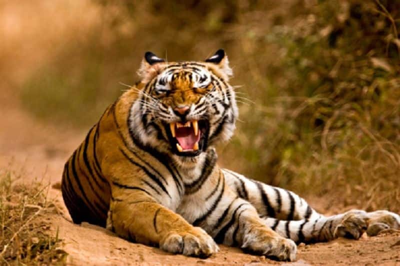 Bengal tigers pay the price of climate change