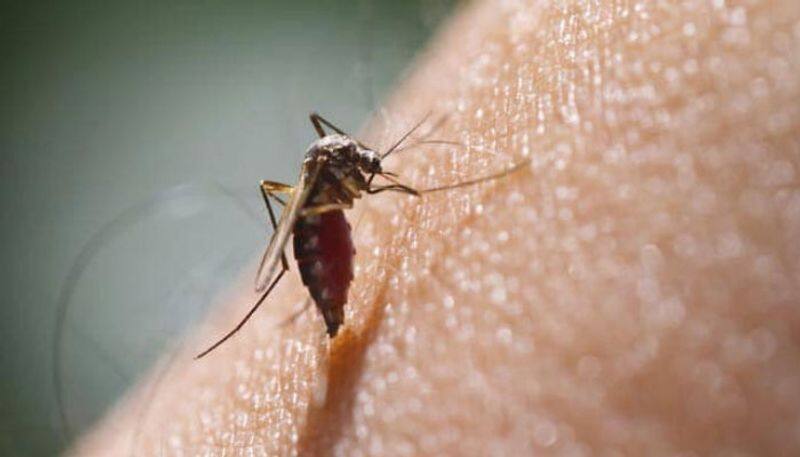 Home Remedies to Get Rid of Mosquitoes