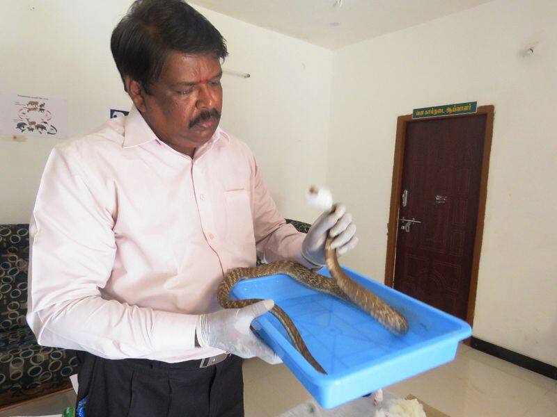 doctors give the treatment for snake