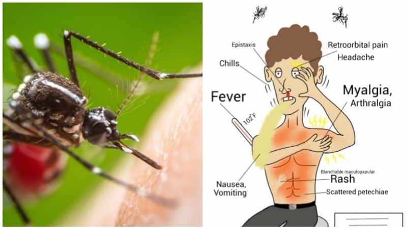 whether dengue will affect frequently ?