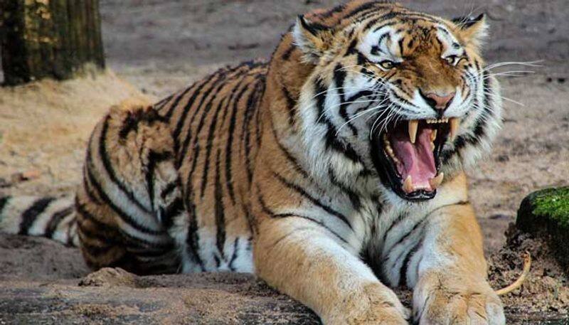 vijaysethupathi adopted 2 tigers in vandalore zoo