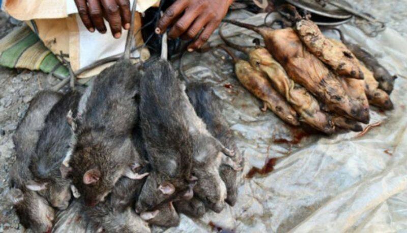 assam village in which rat meat is the favourite food