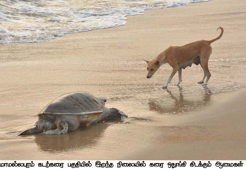 Tortoises death in mamallapuram beach
