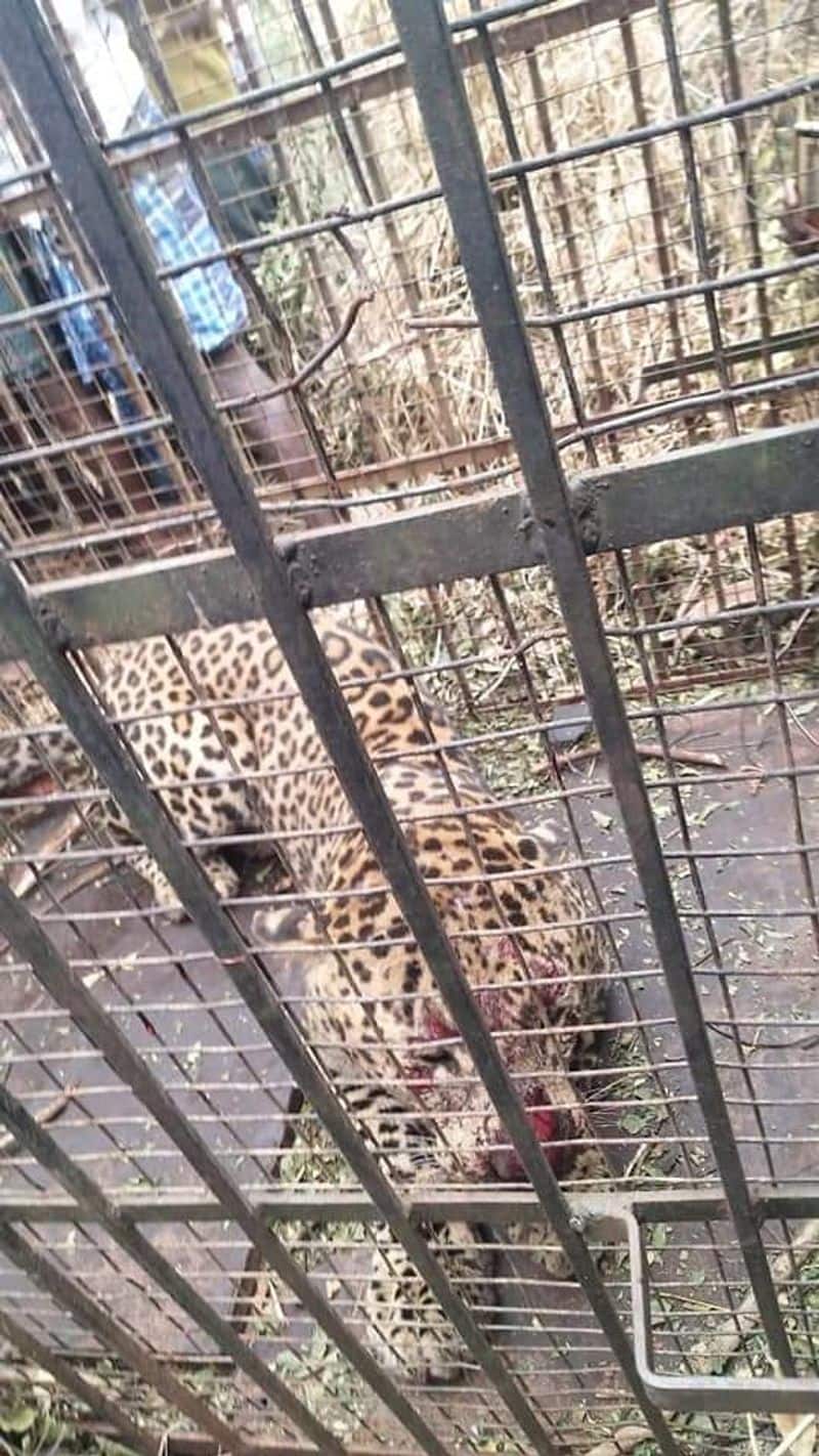 cheetah caught in vaniyambadi and people felt peace of it