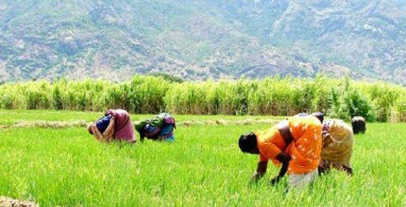 Government takes historic pro-farmer decision of hiking fertilizer subsidy ckm