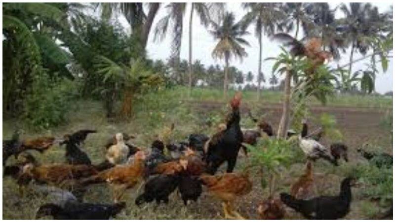 Edappadi Palanisamy starts Poultry Scheme for Women
