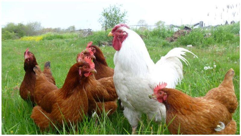 Edappadi Palanisamy starts Poultry Scheme for Women