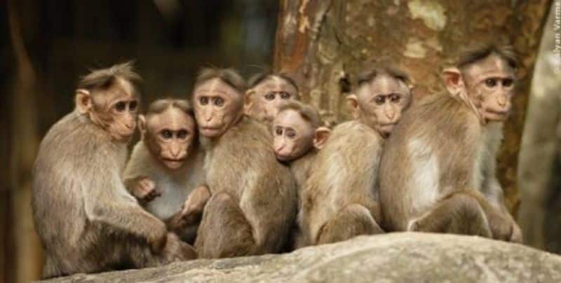Monkey fever Kerala two confirmed Wayanad district