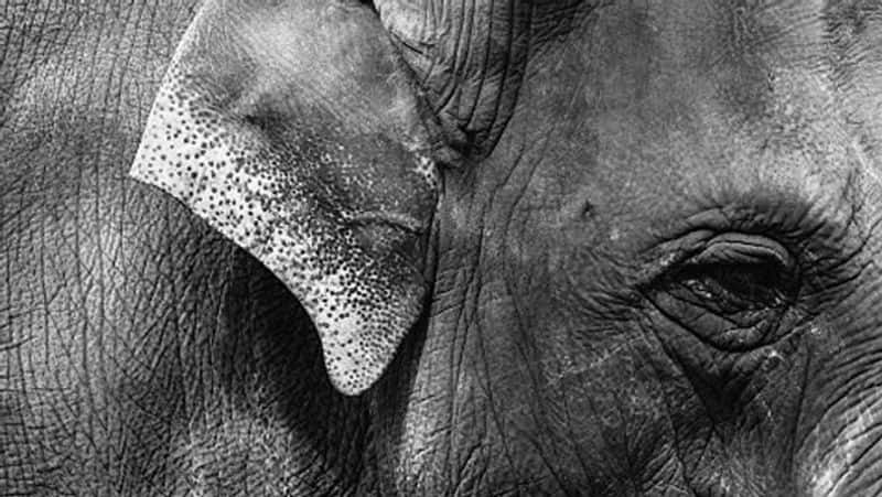 an elephant saved 4 yrs babe