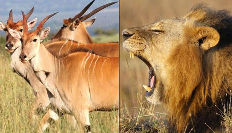 Bannerghatta Biological Park African lions common elands Bengaluru
