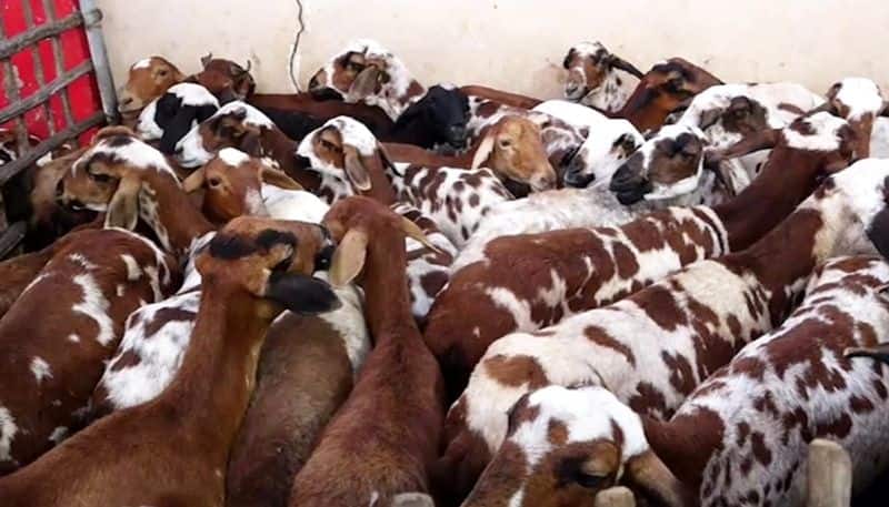 60 goats died in a fire accident