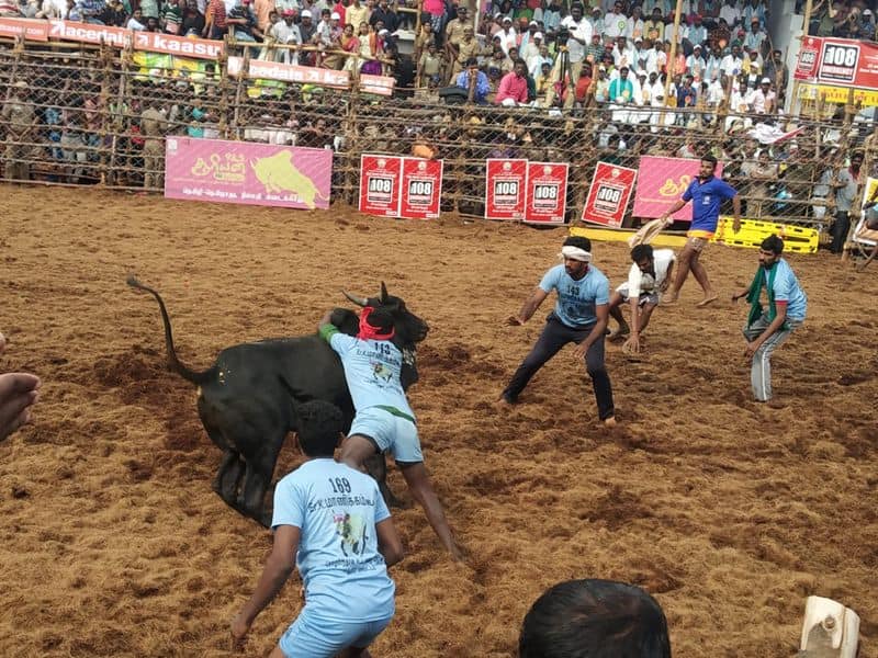 Jallikattu people injured bull-taming sport Tamil Nadu Pongal
