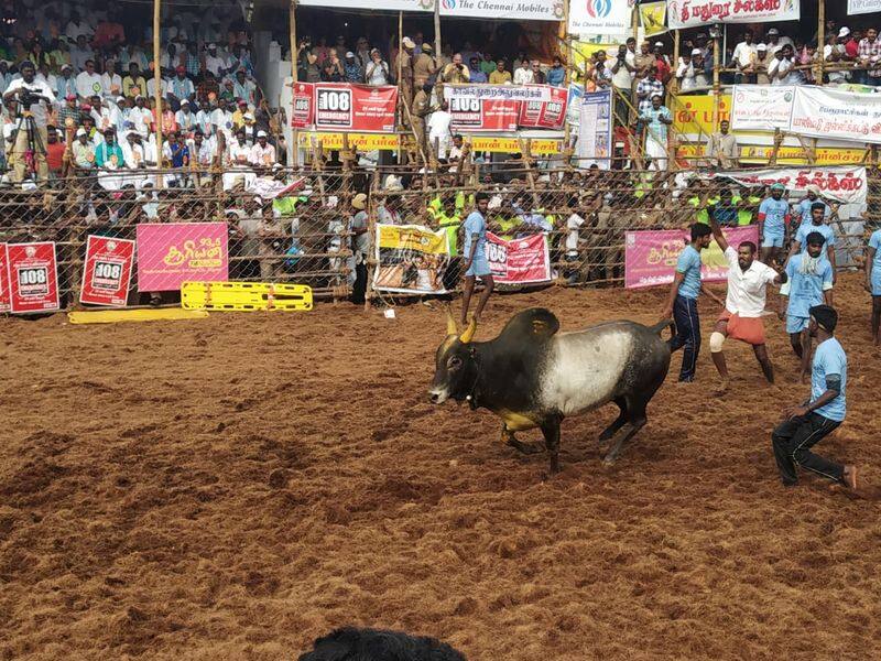 TTV Dhinakaran's bull that threatened in the village of Alankanallur jallikkattu ...!
