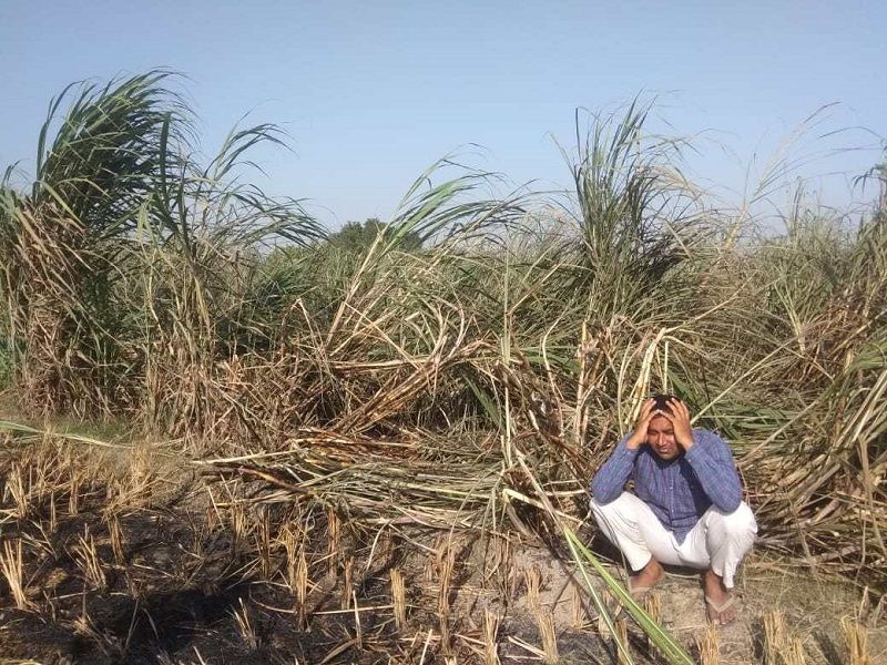 Cane farmer will show his anger to leader in upcoming election-2019