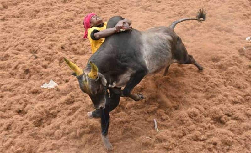 palamedu jallikattu  statred and 700 bulls and 936 brave are ready for game