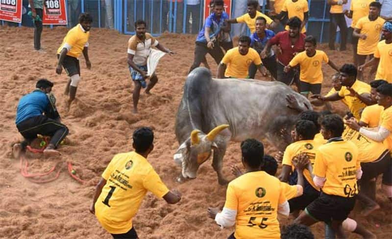 palamedu jallikattu  statred and 700 bulls and 936 brave are ready for game